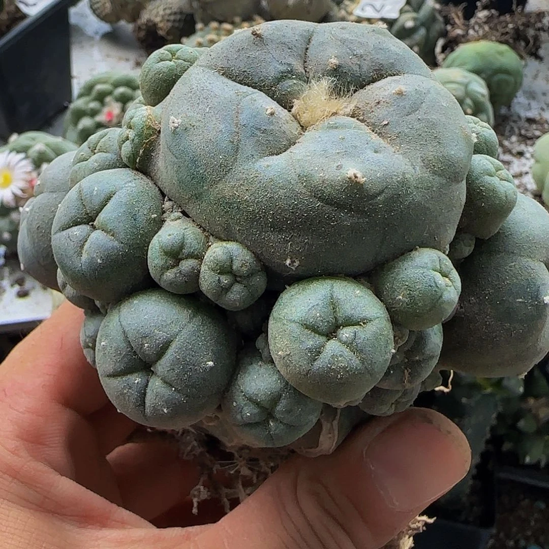 仙群头361仙人球开花