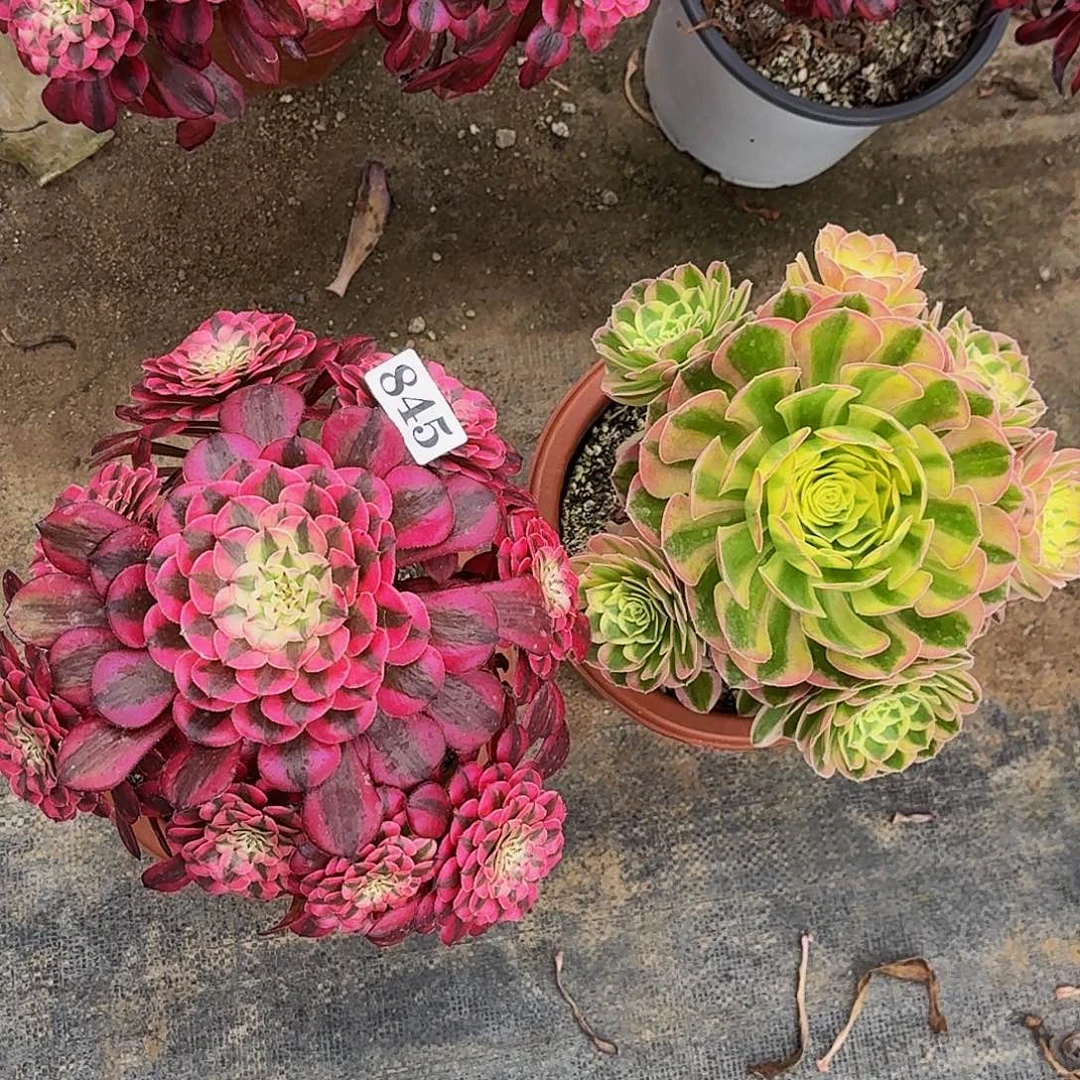 845两颗嫩桩多肉植物