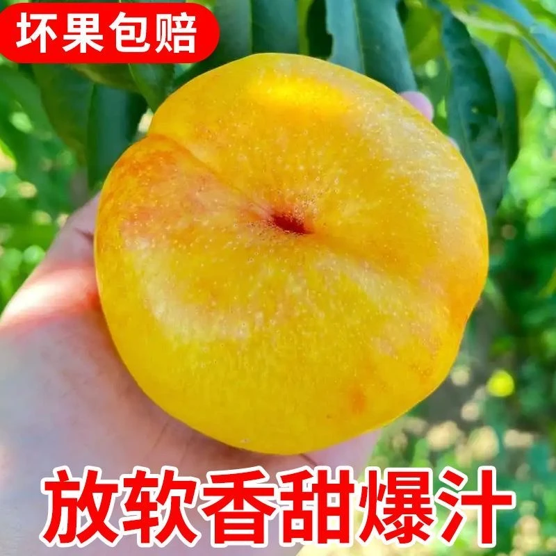 山东蒙阴彩虹油蟠桃爆炸开口新鲜应季甜嫩多汁皮薄现摘水果