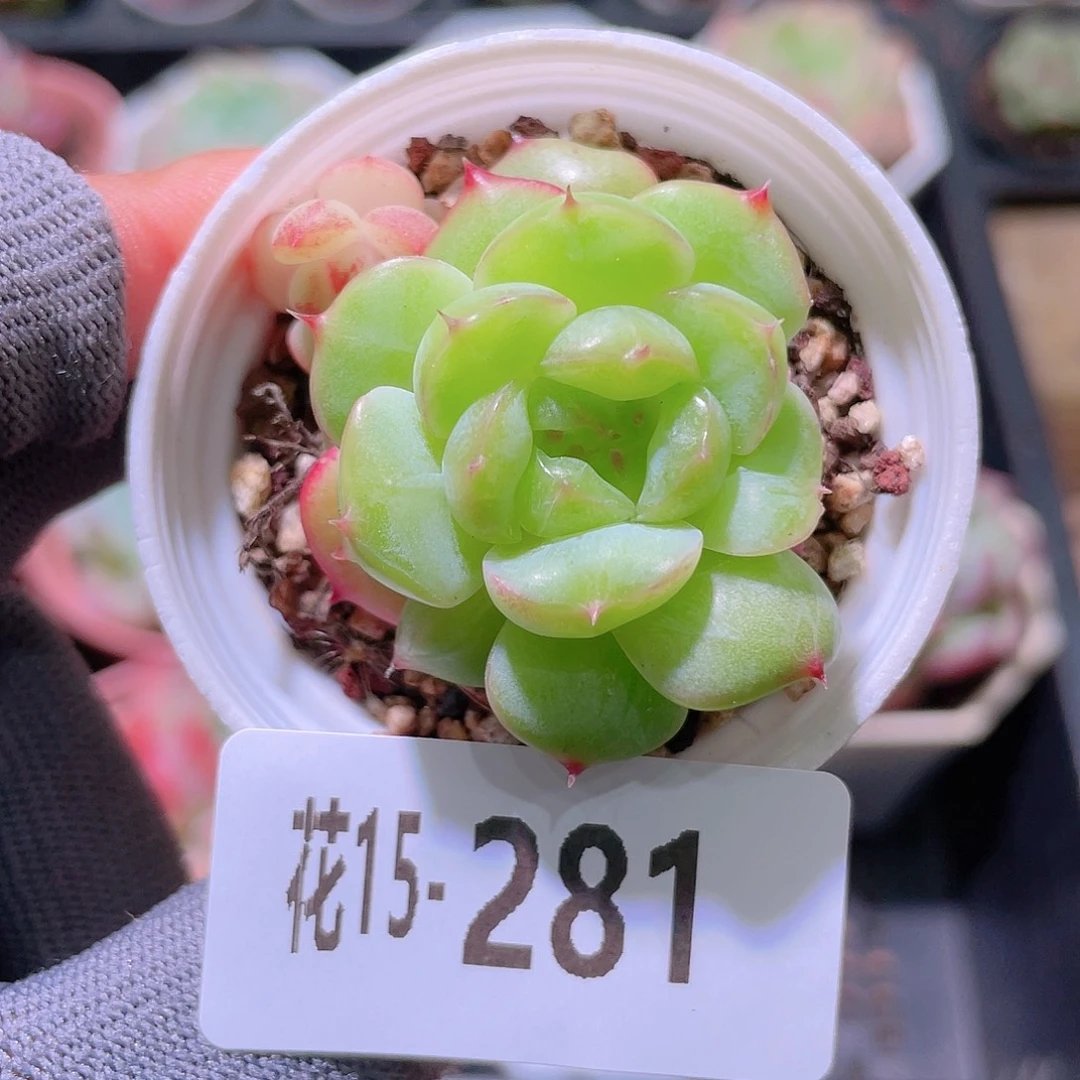 花利美15-281朝露不包整