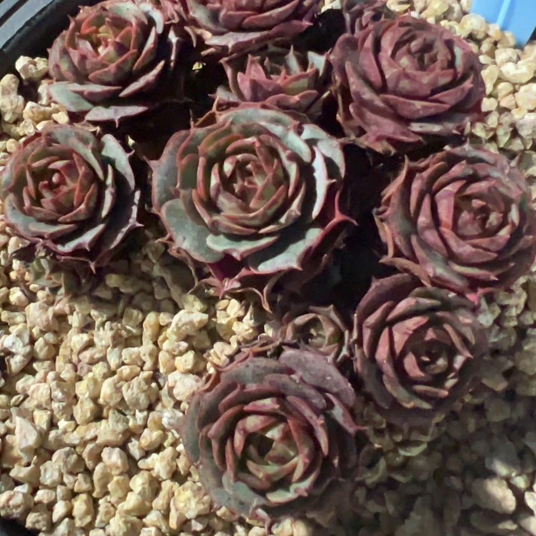 流****啊350125-67罗西玛2