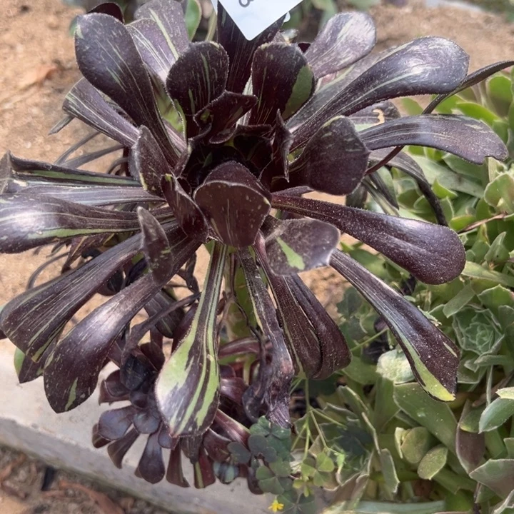 水墨丹青多肉植物143