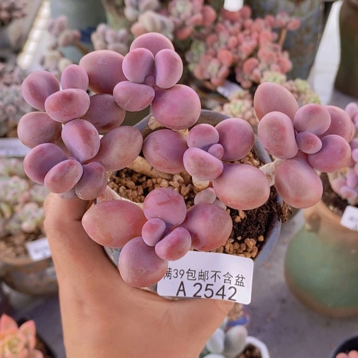 糖果桃蛋老桩10cm2542多肉植物