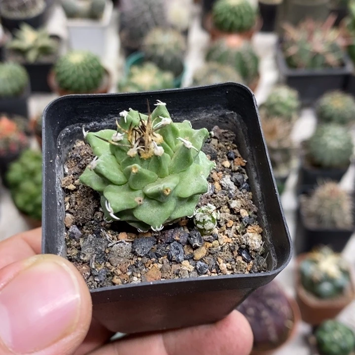 实生赤花娇丽特价福利