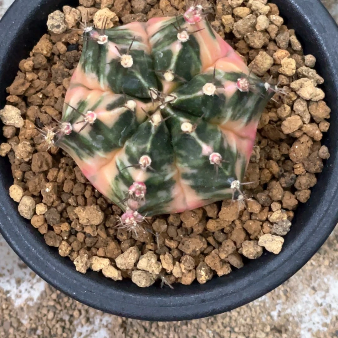 当前无花朵，栽培后可花朵戴安娜