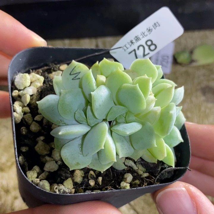 标签728梦幻泡影一个多肉