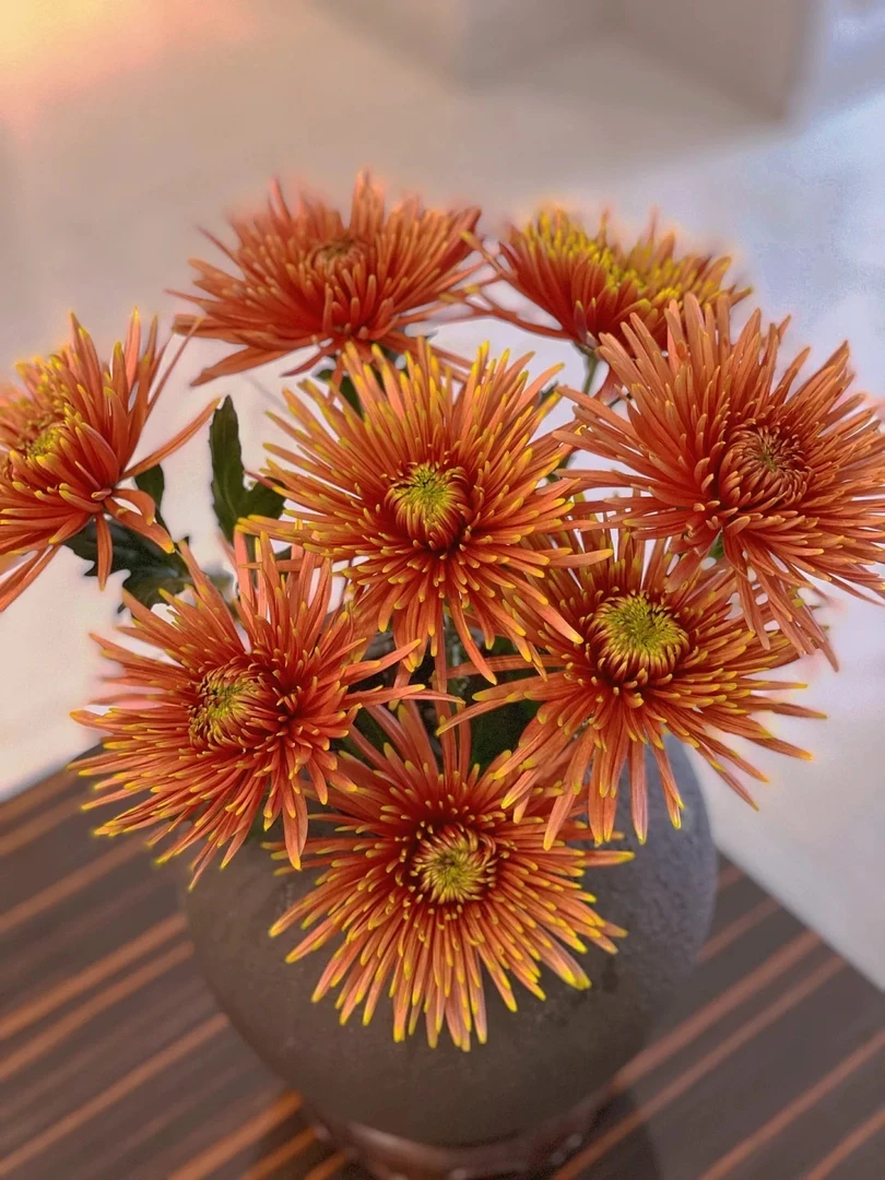 【藩篱匠人/咖啡色烟花菊】 媚娘 花期长 耐养 办公家养鲜切花