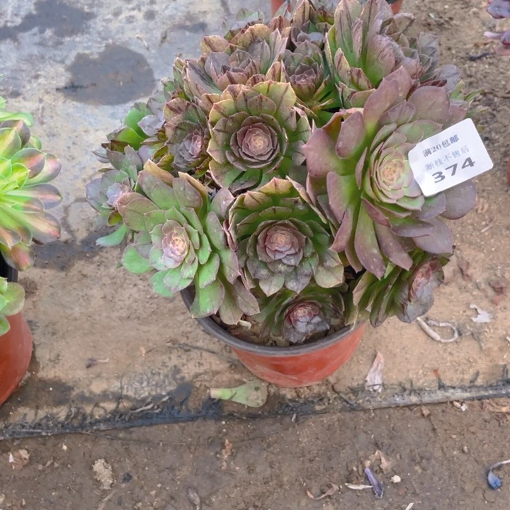 374万拉丝会断枝法师多肉断枝不售后