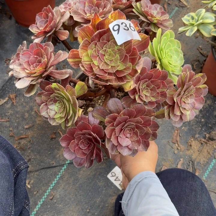 花月夜多肉植物不包损936