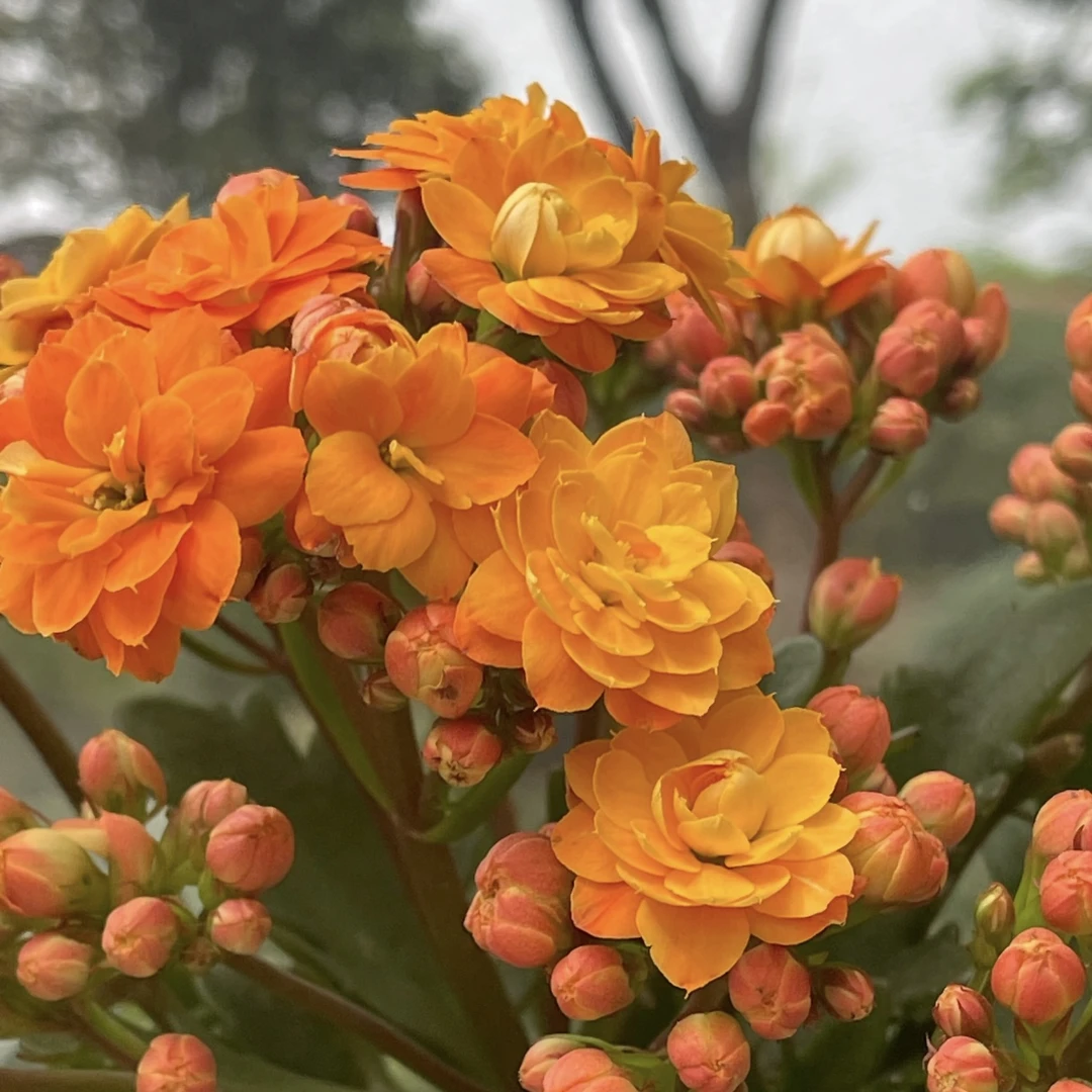 索尔丹 长寿带花苞盆栽花卉庭院阳台新手易养护