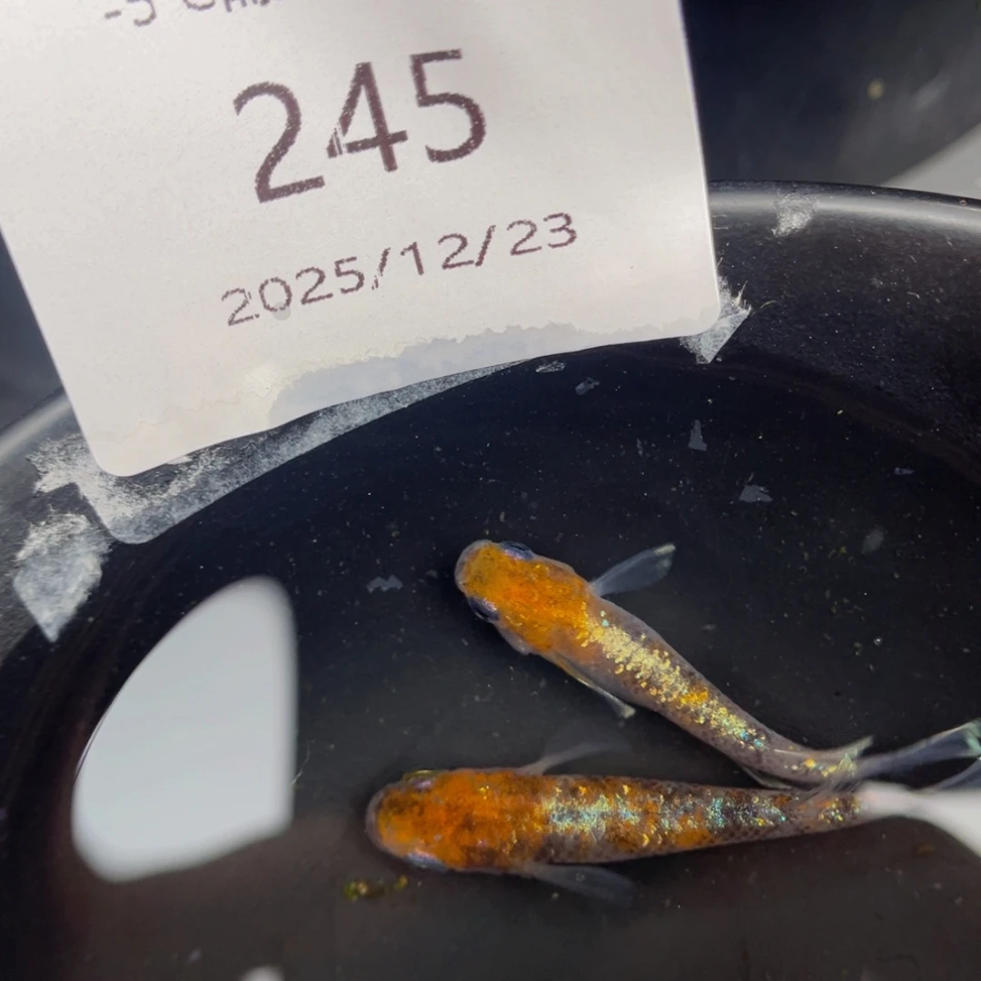 青鳉鱼245lu04一对