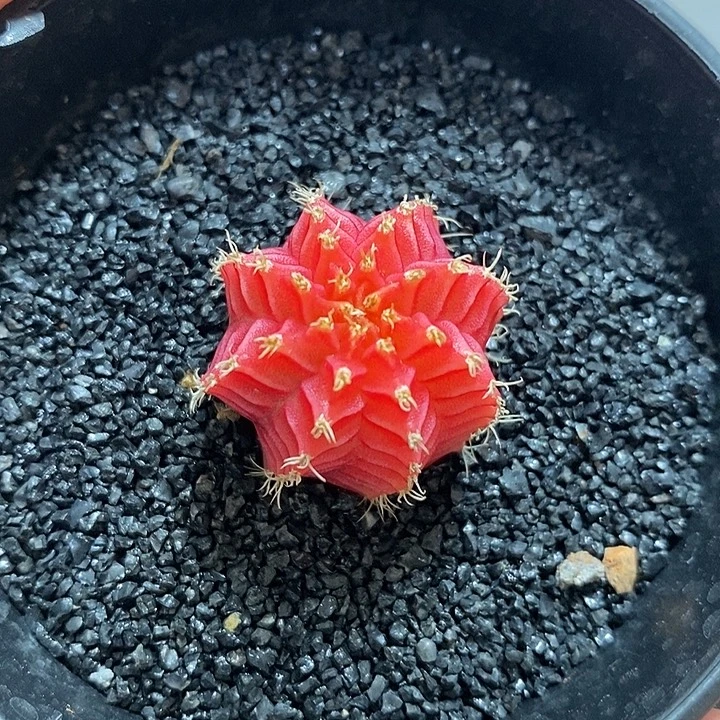 精品米哈——元旦福利12