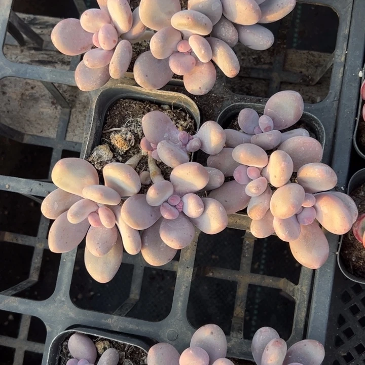 奶酪三头群一颗量拍多肉满20包邮初7发