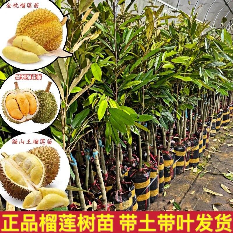 正品榴莲金枕猫山王黑刺可地栽盆栽广西发货带土带叶