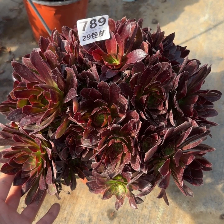 金丝缕……多肉植物……