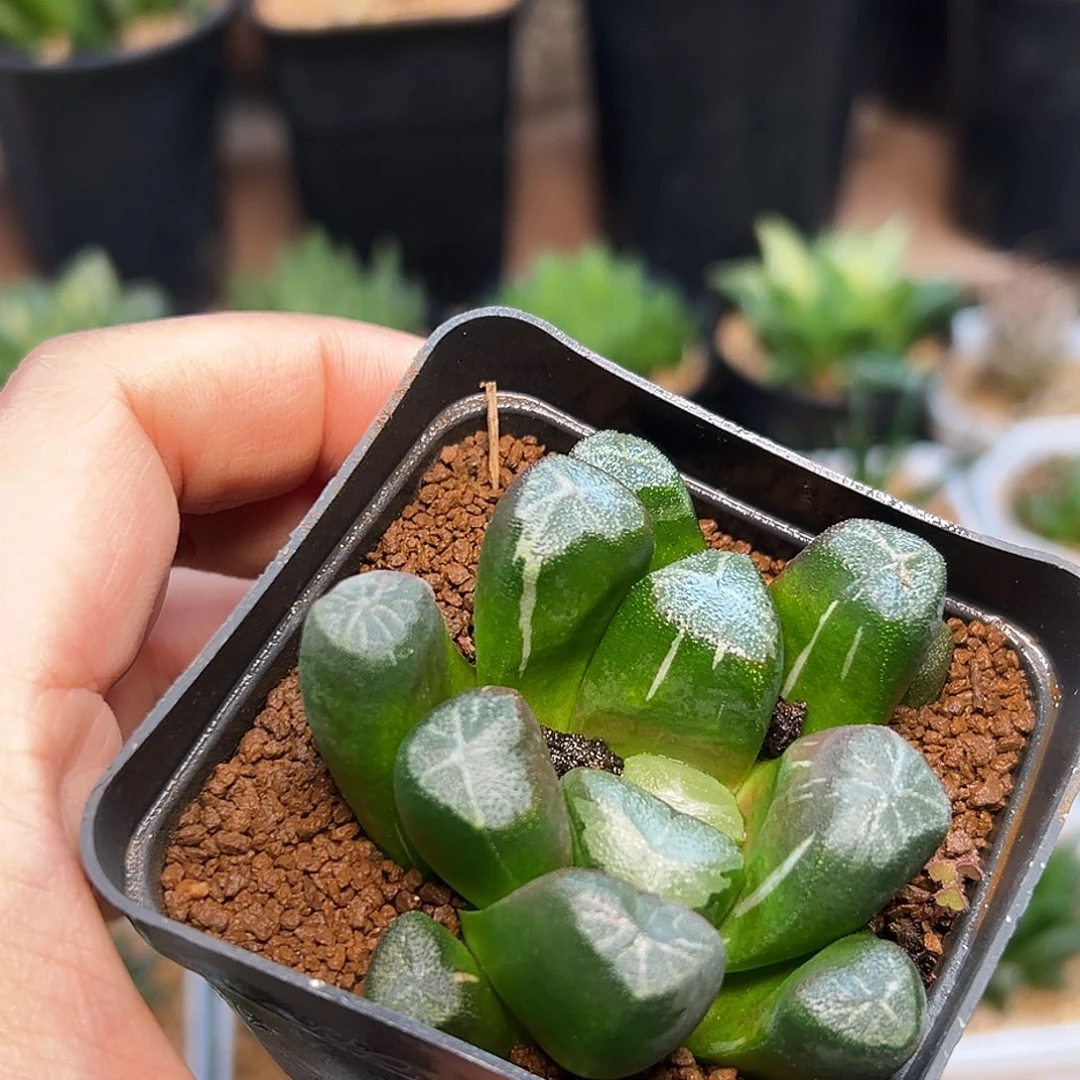 少锦玉万一颗一颗一颗