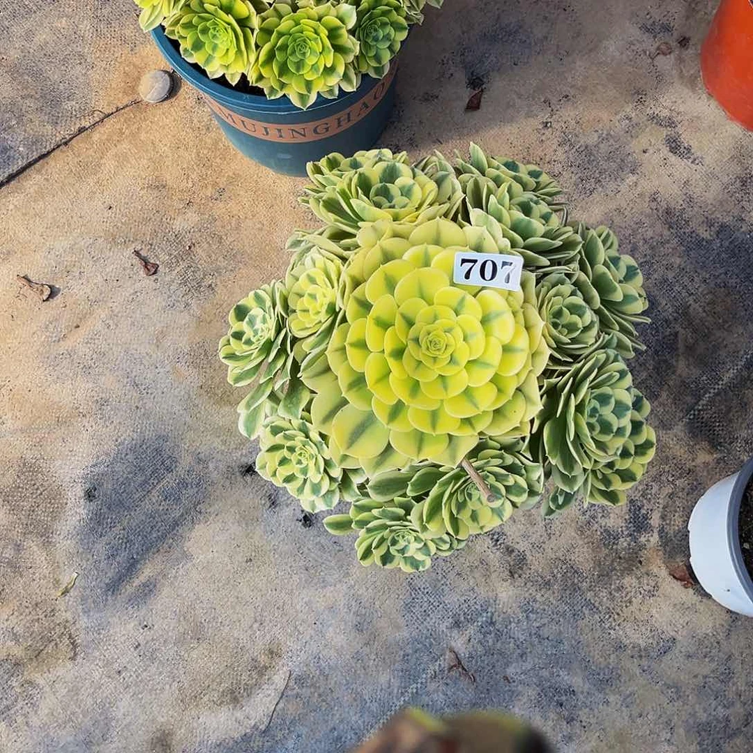 筱***子707绿豆沙法师锦福利炸