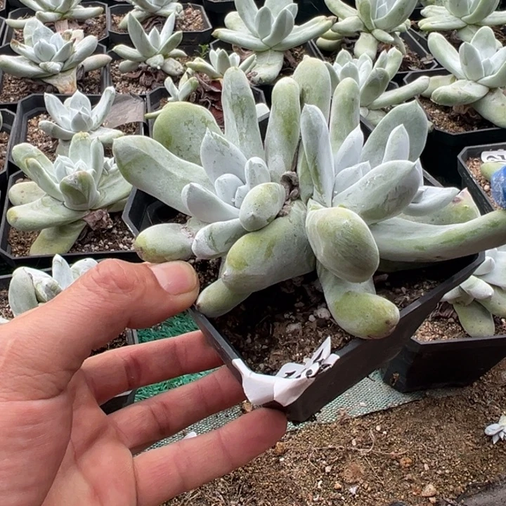 66号拇指多肉植物