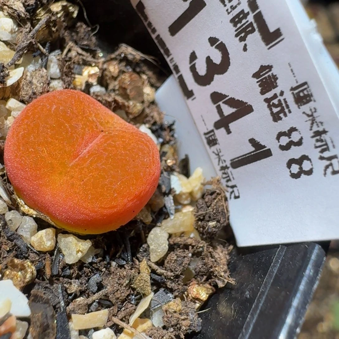 Ssss精品生石花1341水蜜桃
