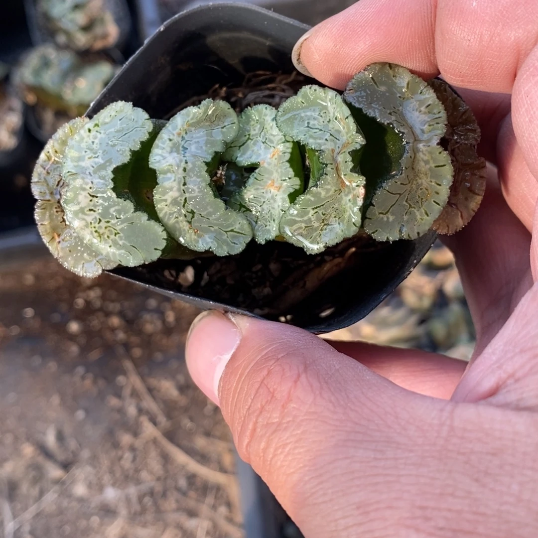 一颗大年份玉扇 零差评 双11整点福利