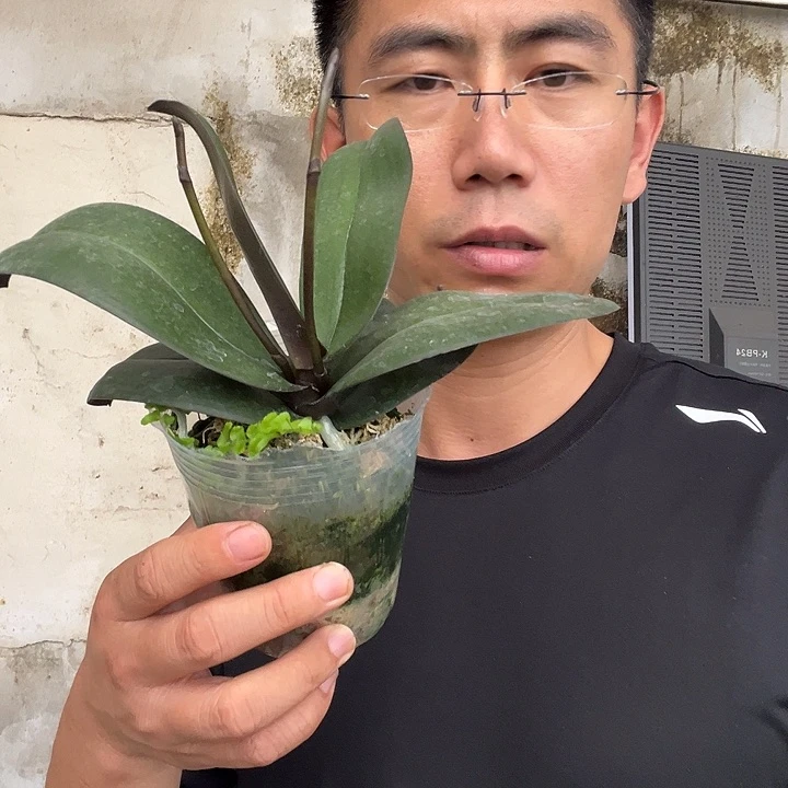 紫***苑当前无花栽培后可以开花樱兰3.0杯6966