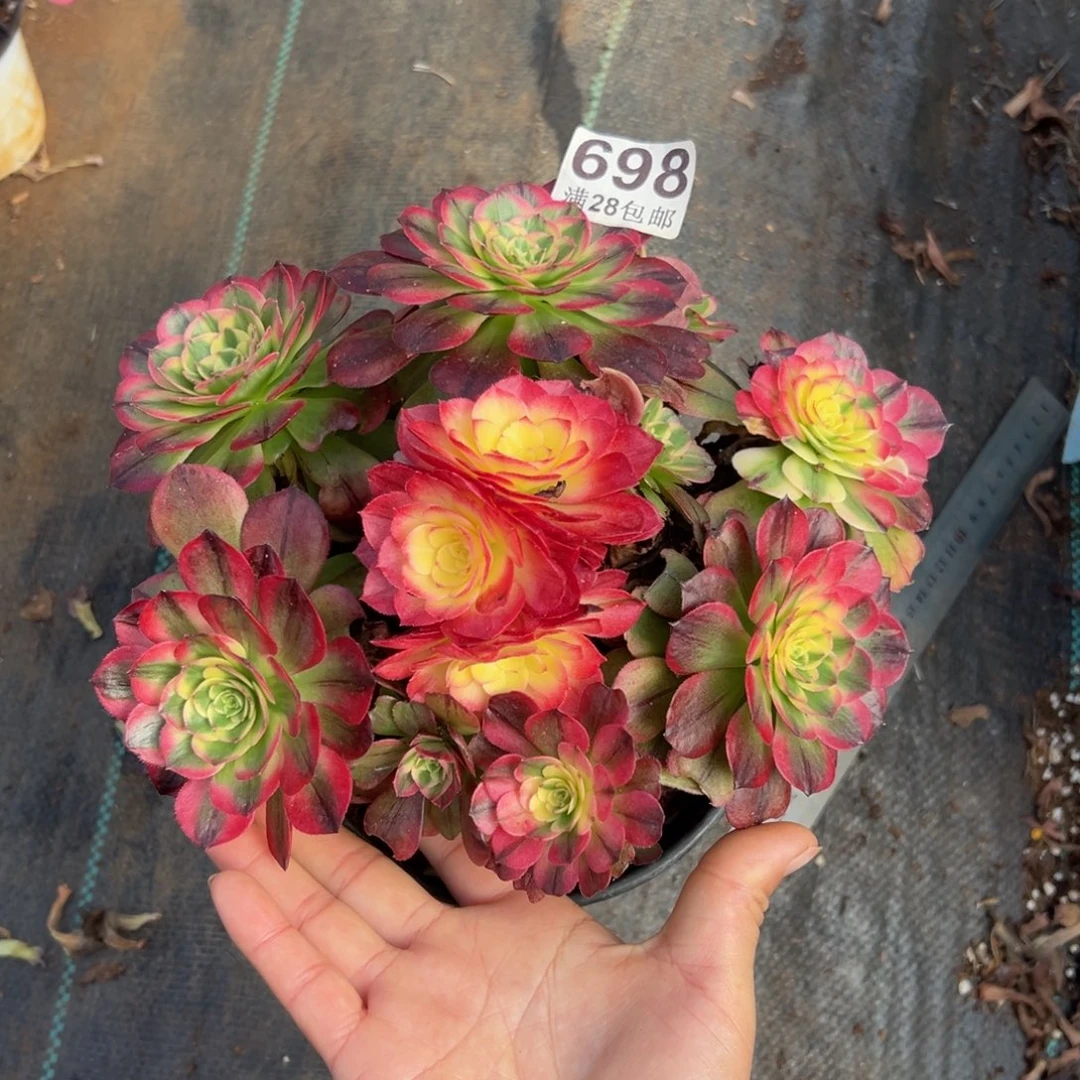 三***妹多肉植物698海仙的