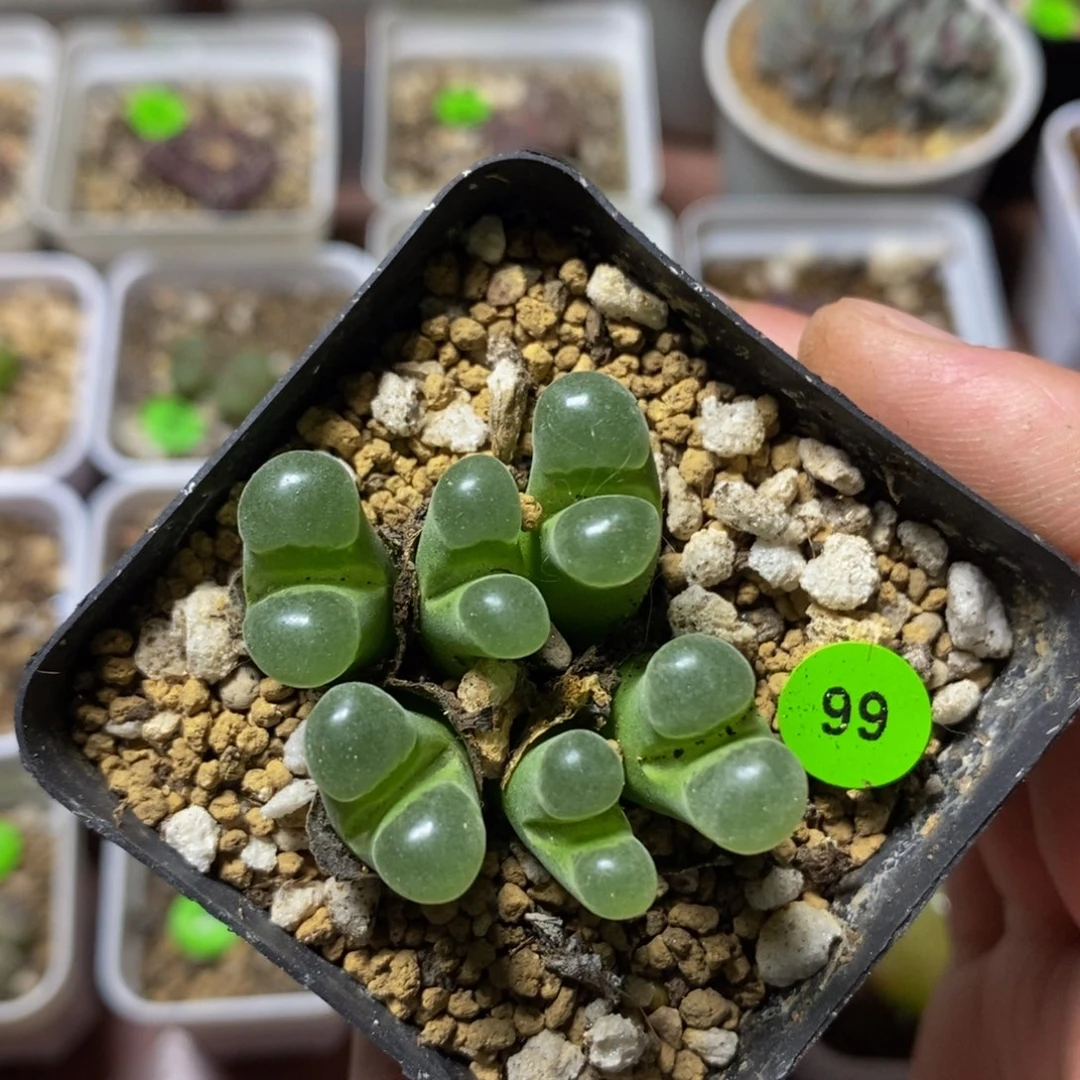 极窗群漂亮多肉植物99