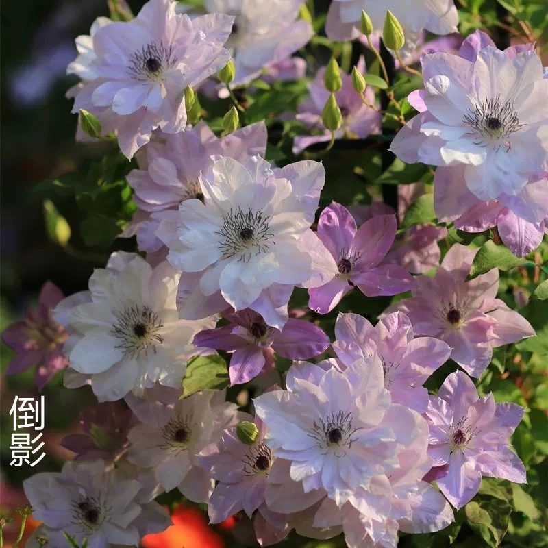 【倒影】铁线莲F系爬藤大花单瓣四季开花品种耐寒耐热花卉植物