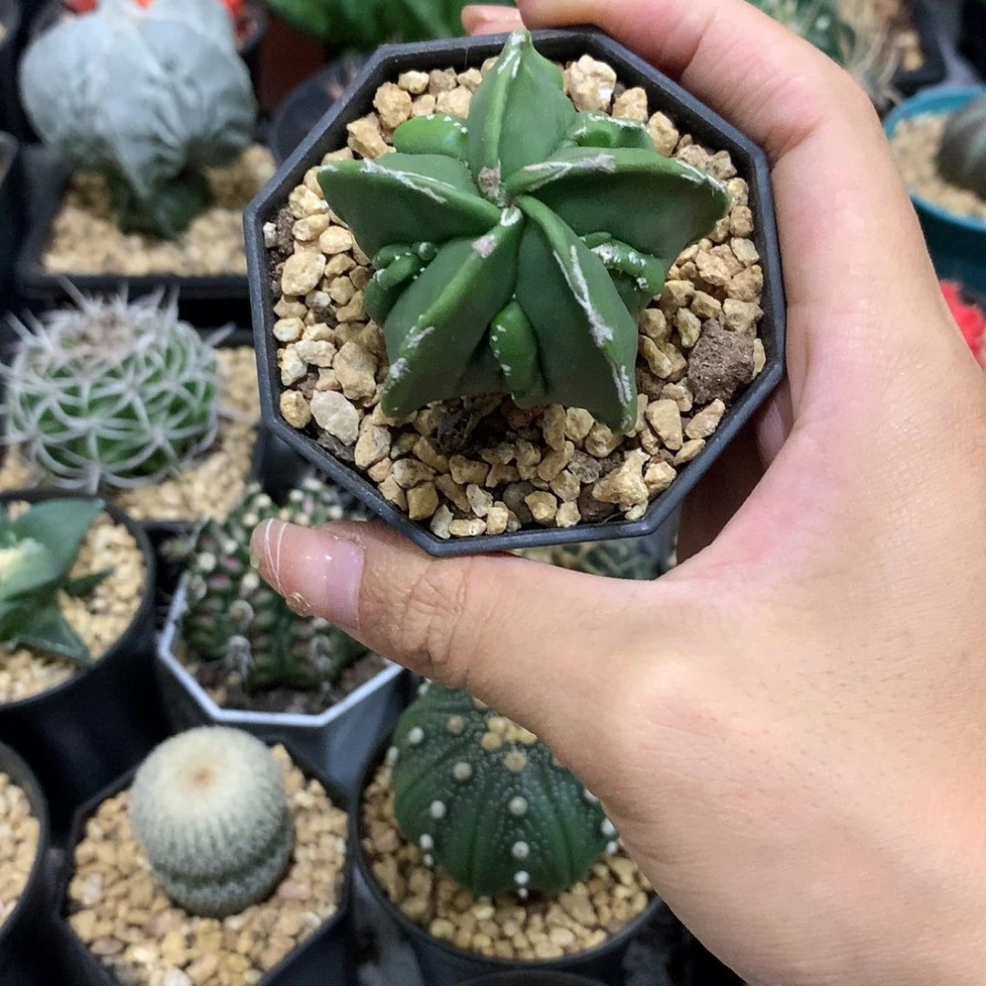 当前无花栽培后可以开花实生根琉璃核桃