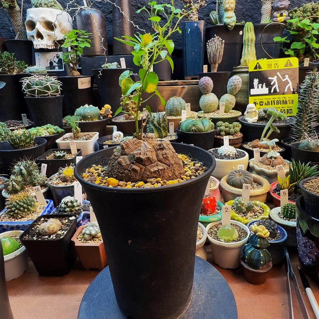 U***e南非龟龙脱土发货