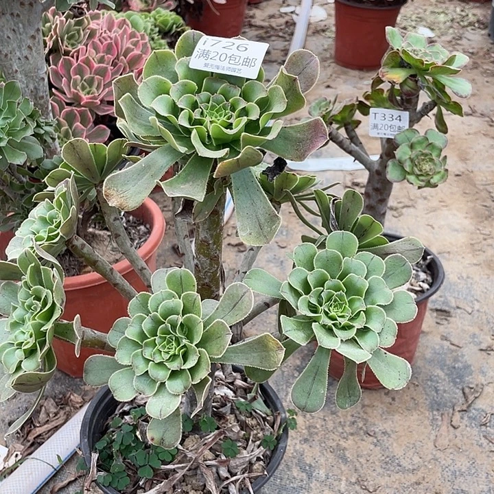 726原始绿多肉法师多肉