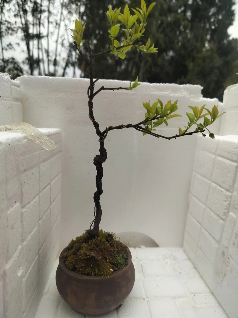 室内金弹子盆栽造型绿植客厅桌面观叶花卉盆景好养