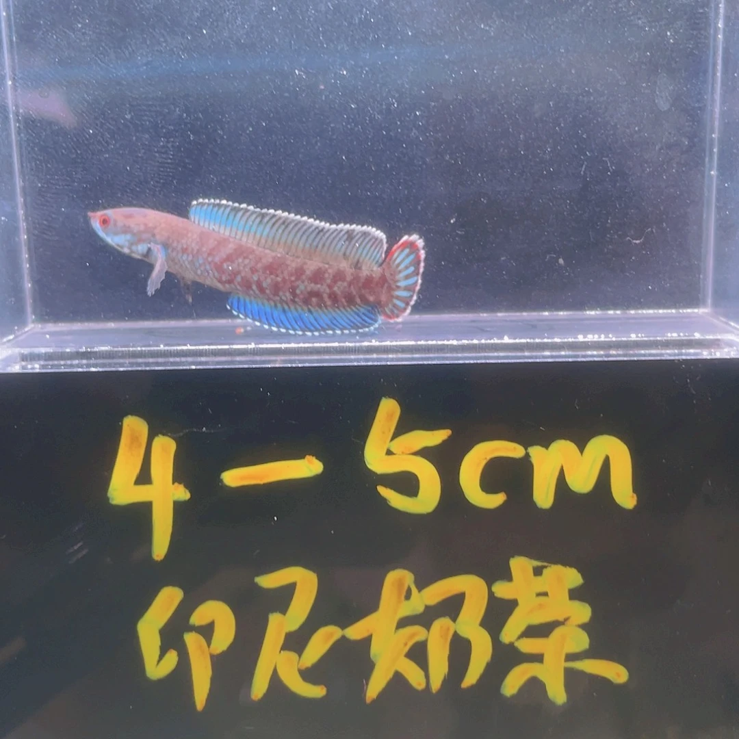 雷龙鱼印尼阿沙姆奶茶雷龙鱼