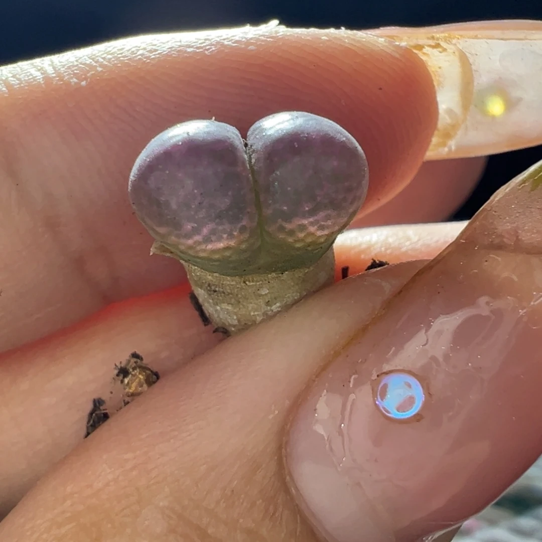 大翻窗QQ糖1号2号后代多肉