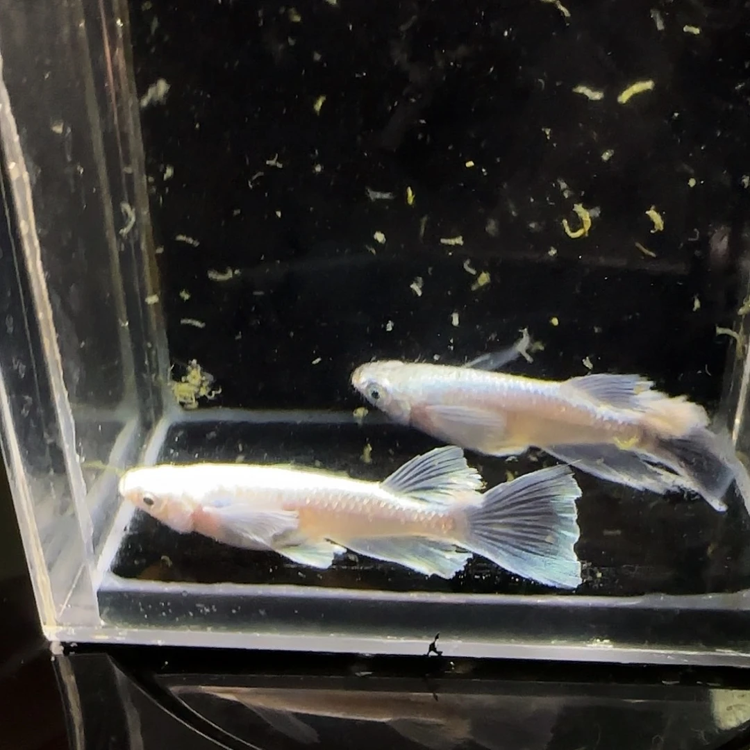 青鳉鱼一物一拍622