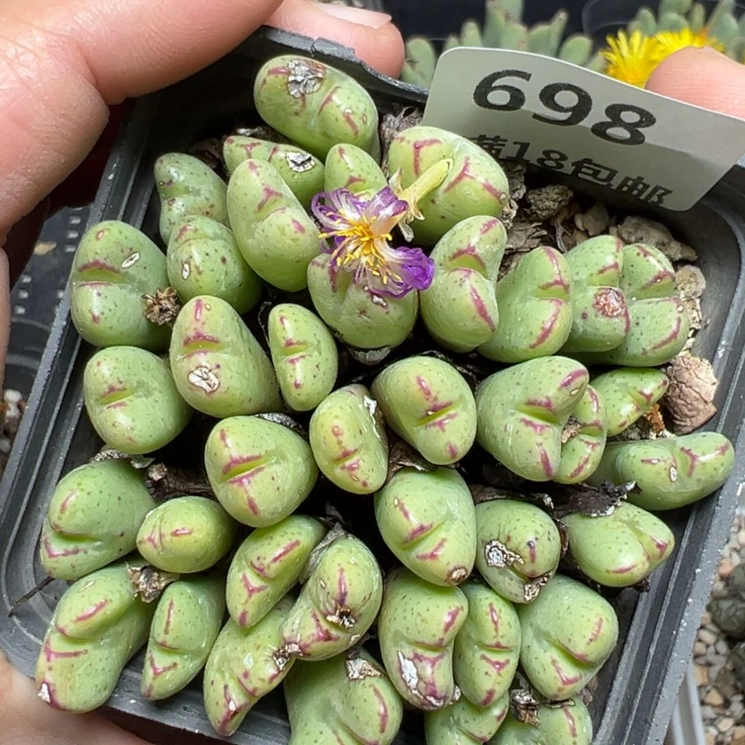 【闪购商品】698……