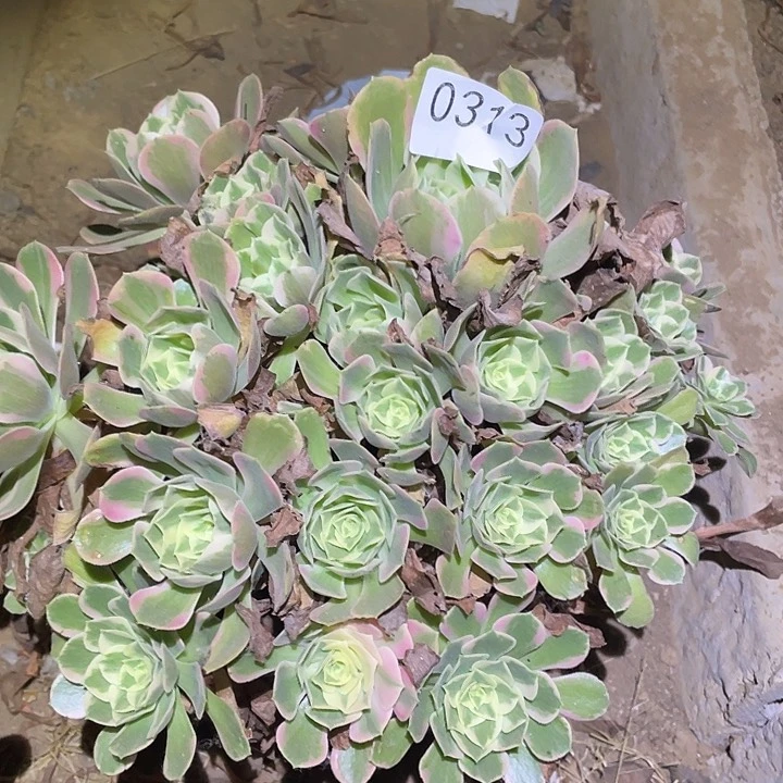多肉植物法师313女妖