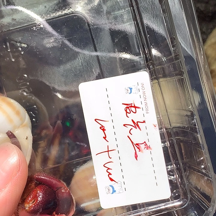 皮卡丘专拍奔跑家