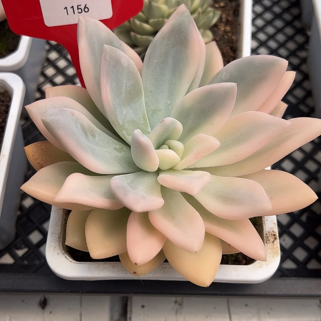 1156号奥普多肉植物