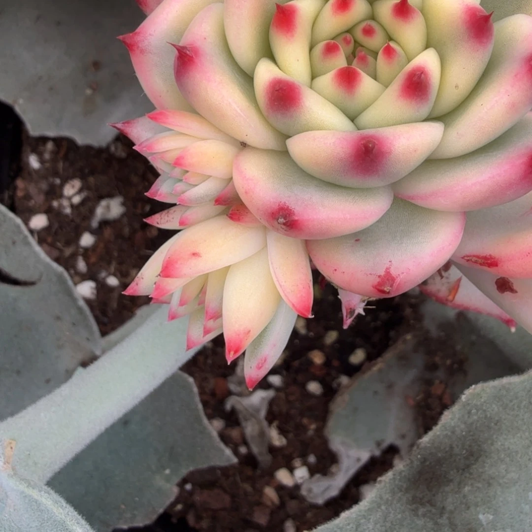 生****光皮蛋锦花剑可以嫁接