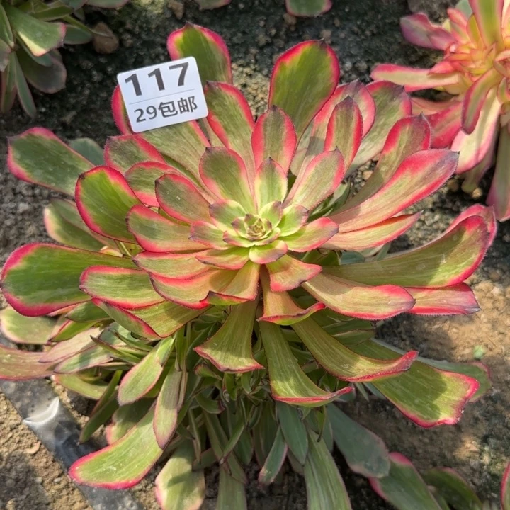 烟花……多肉植物……