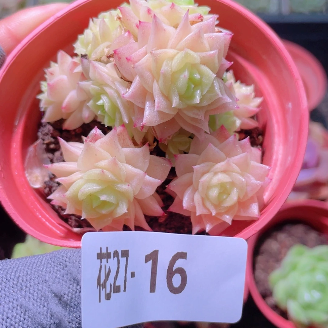花利美27-16幻影群