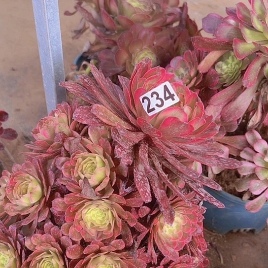任***行多肉植物一个法师