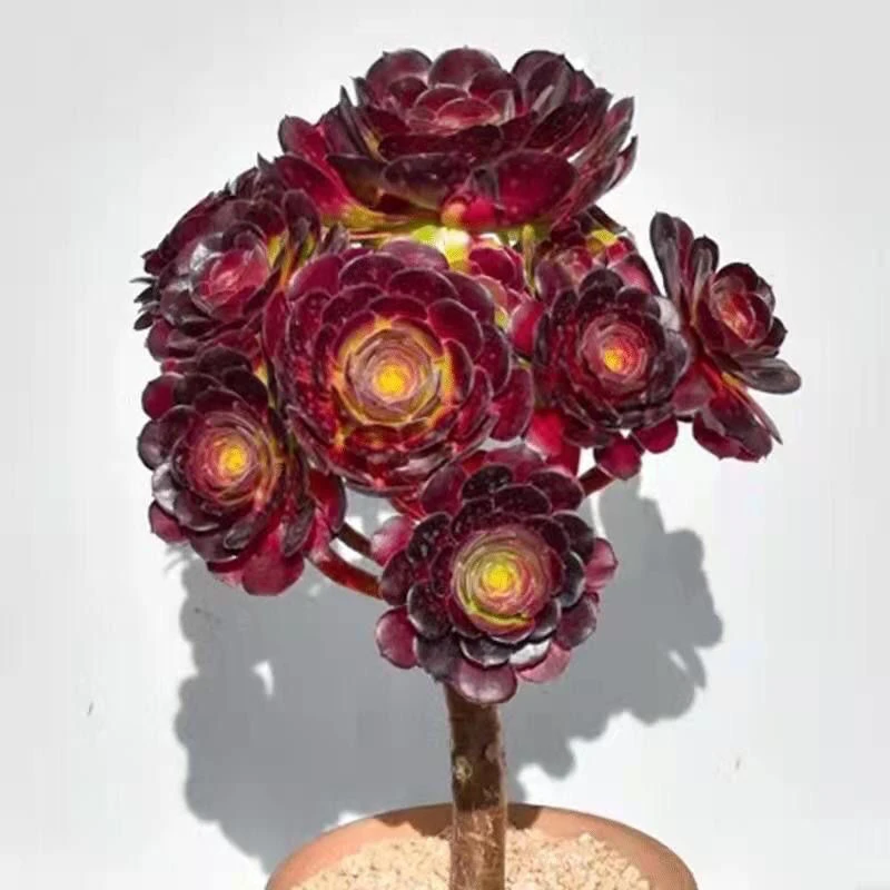 【春上新】荷兰玫瑰法师多肉植物荷兰圆叶黑紫色好养防辐射净化空气