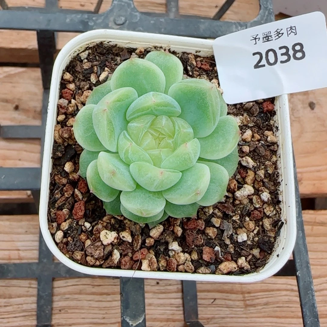 泼天富贵，2038多肉植物