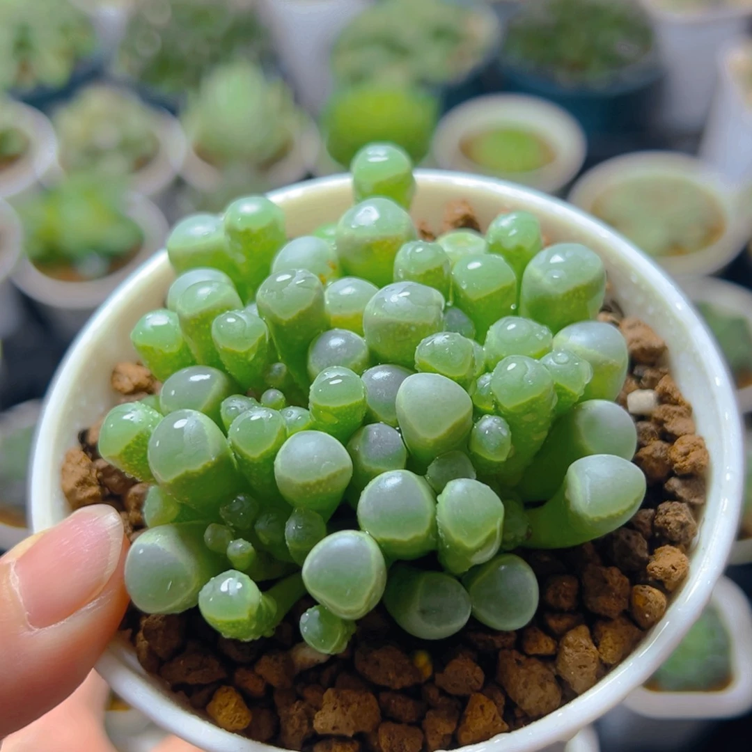 五十玲玉玉露多肉多肉