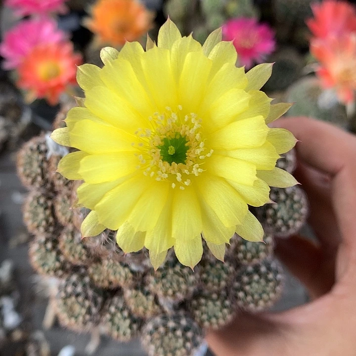 102 侧芽自根丽花6厘米盆