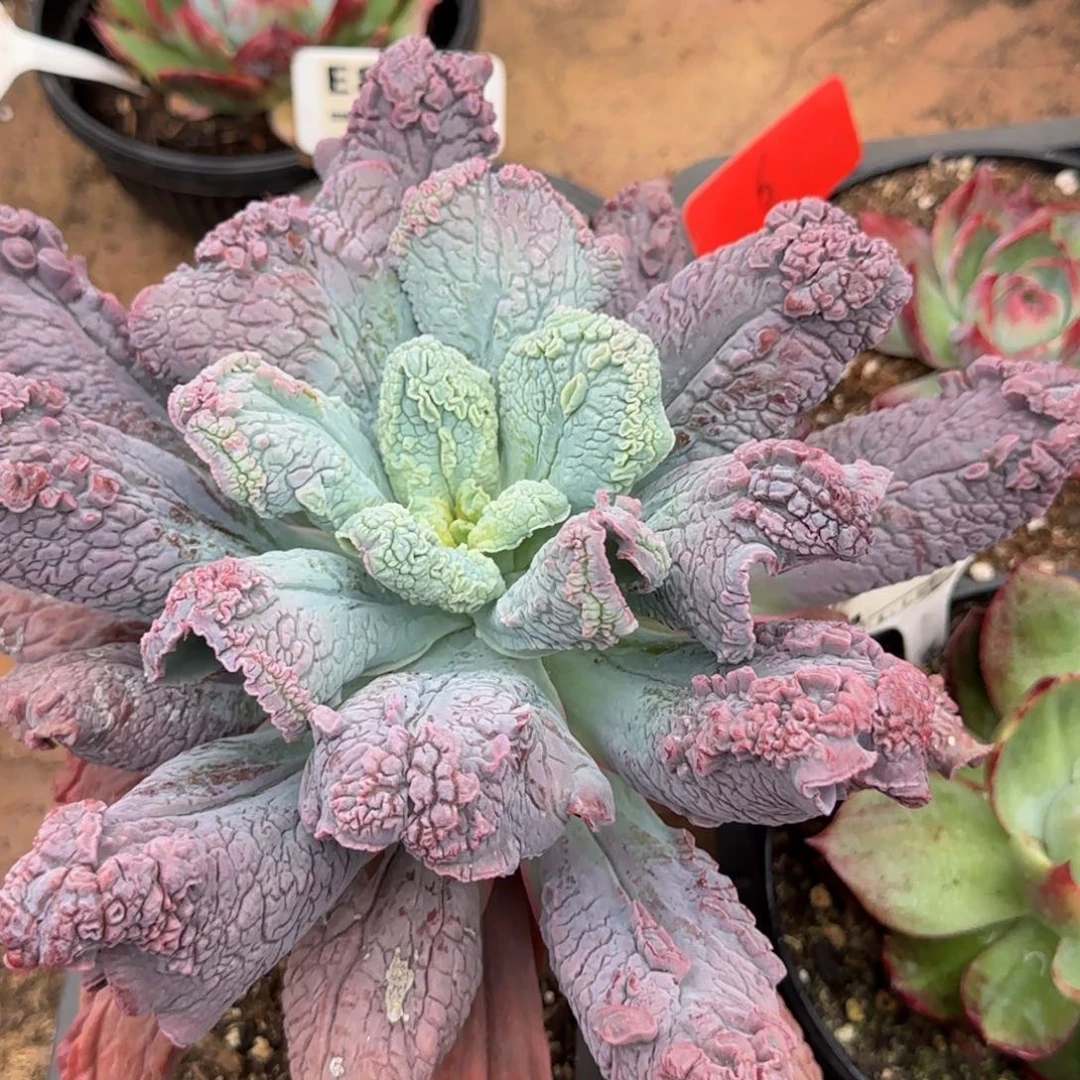 狂野男爵惊鸿一物一拍包装收缩花旱