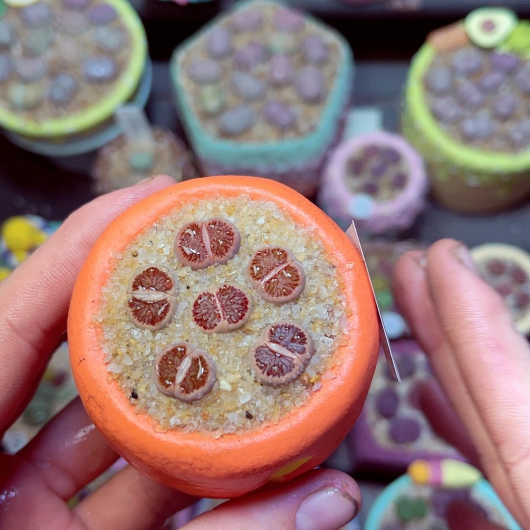 208生石花带盆发1