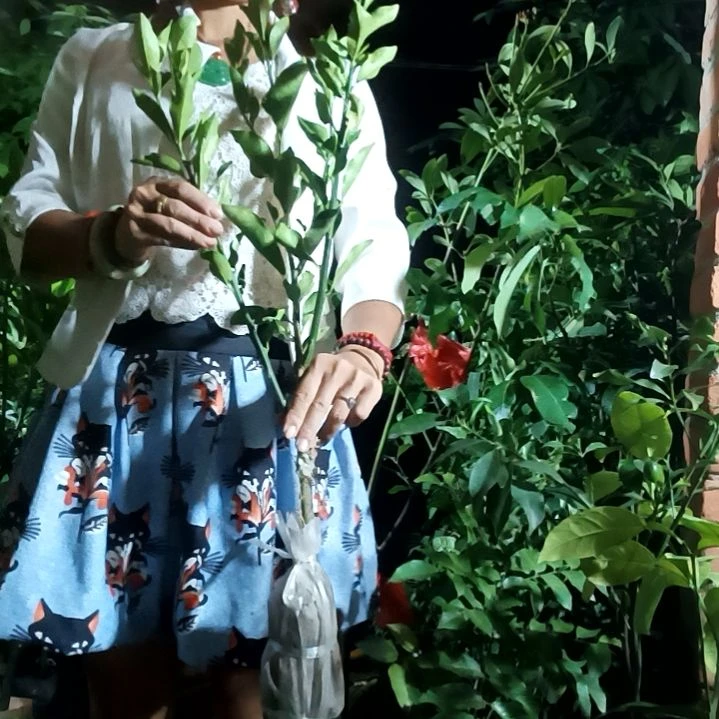 脆蜜金柑带土发货